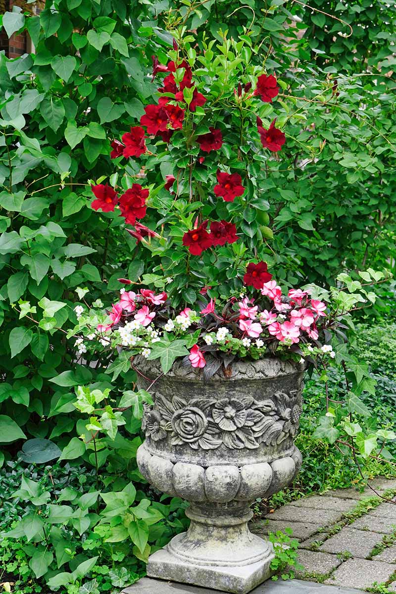 A close up vertical image of a red tropical hibiscus growing in a decorative stone planter outdoors.