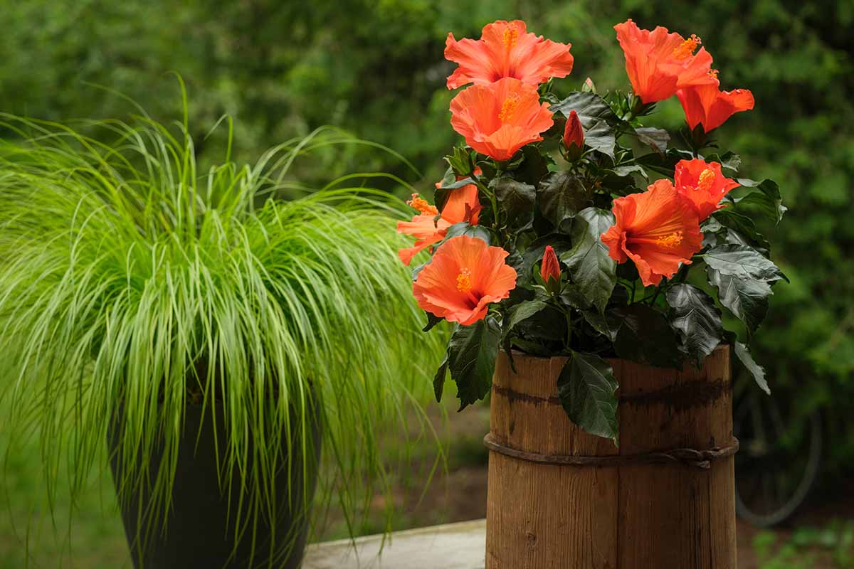 A horizontal image of a tropical hibiscus plant growing in a wooden planter set next to ornamental grass in a pot.