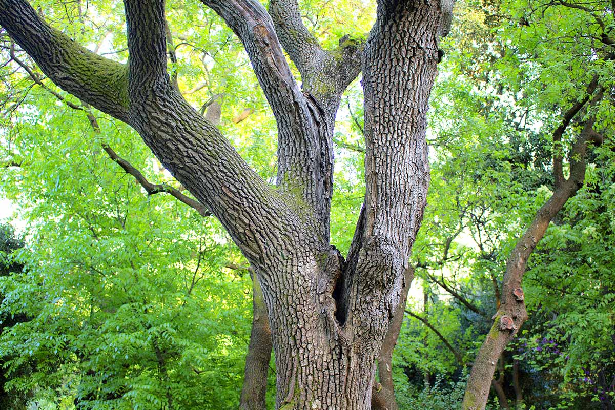 A horizontal image of the branching trunk of a black walnut (Juglans nigra) tree growing in the garden.