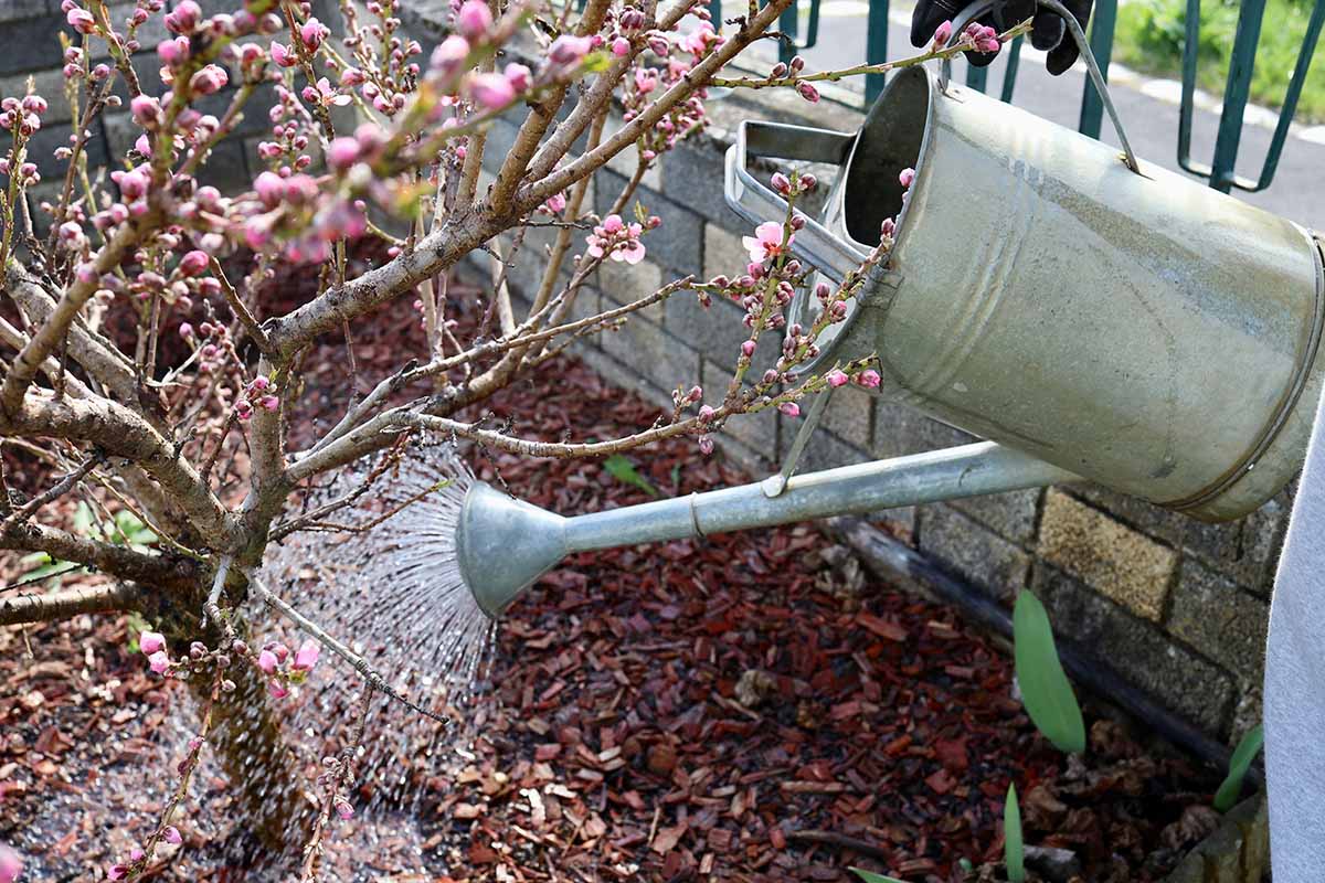 A horizontal image of a metal watering can being used to water a fruit tree planted in a garden border by a small fence.