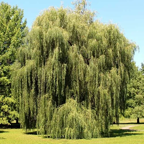 A square image of a large, mature weeping willow tree growing in a park.