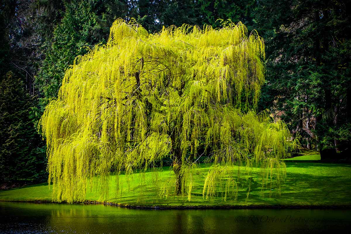 A horizontal image of a weeping willow tree growing by the side of a pond.