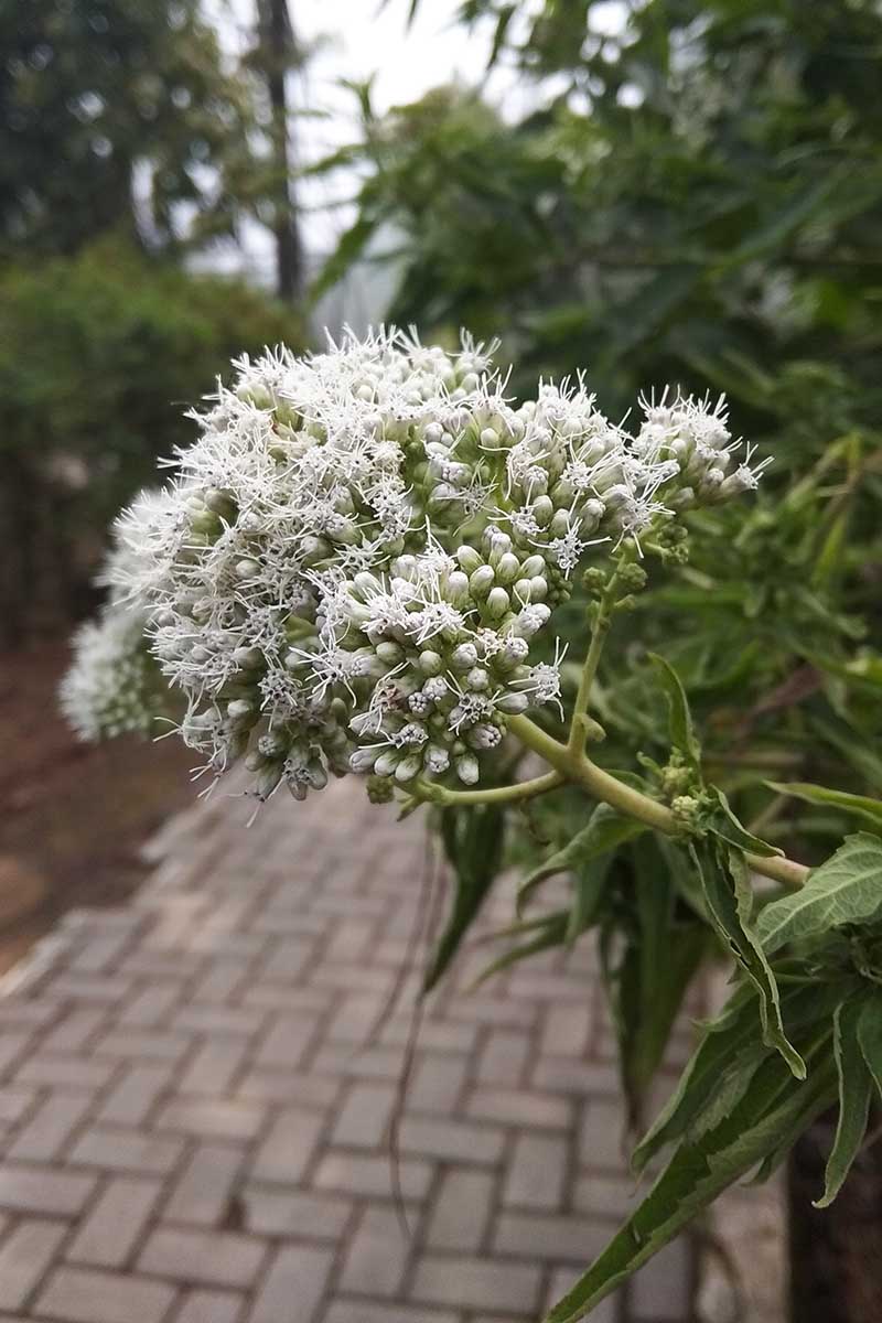 A close up vertical image of white Eupatorium flowers growing by the side of a brick pathway.