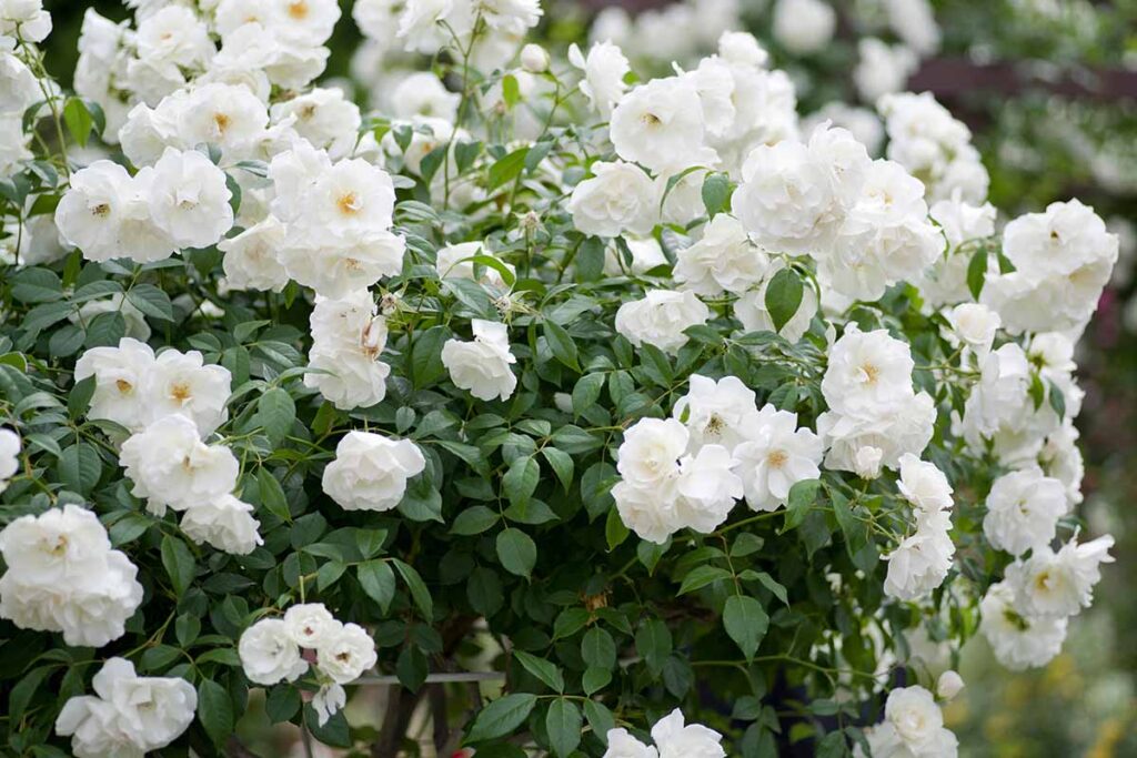 35 of the Best Shade-Tolerant Roses | Gardener’s Path