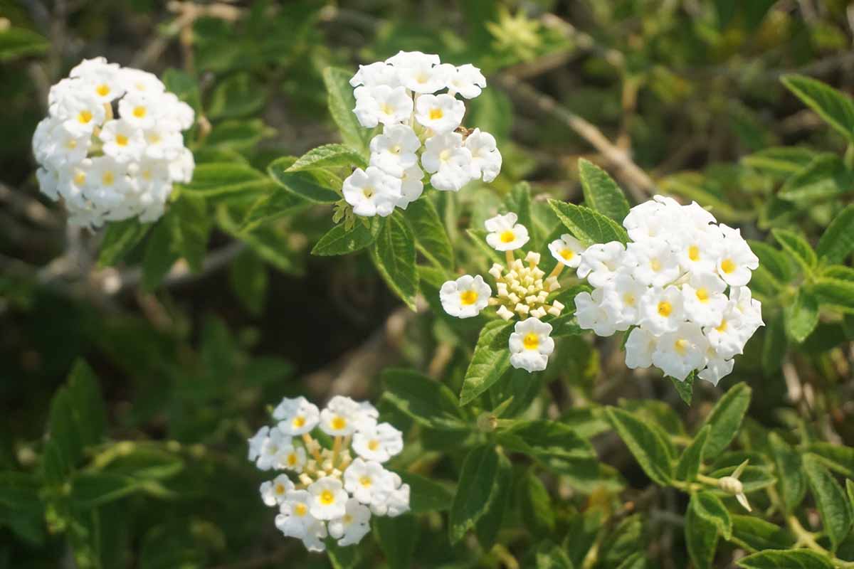 A close up horizontal image of white buttonsage flowers growing in the garden pictured on a soft focus background.