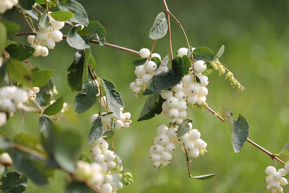 A close up horizontal image of the white berries on a snowberry bush pictured on a soft focus background.
