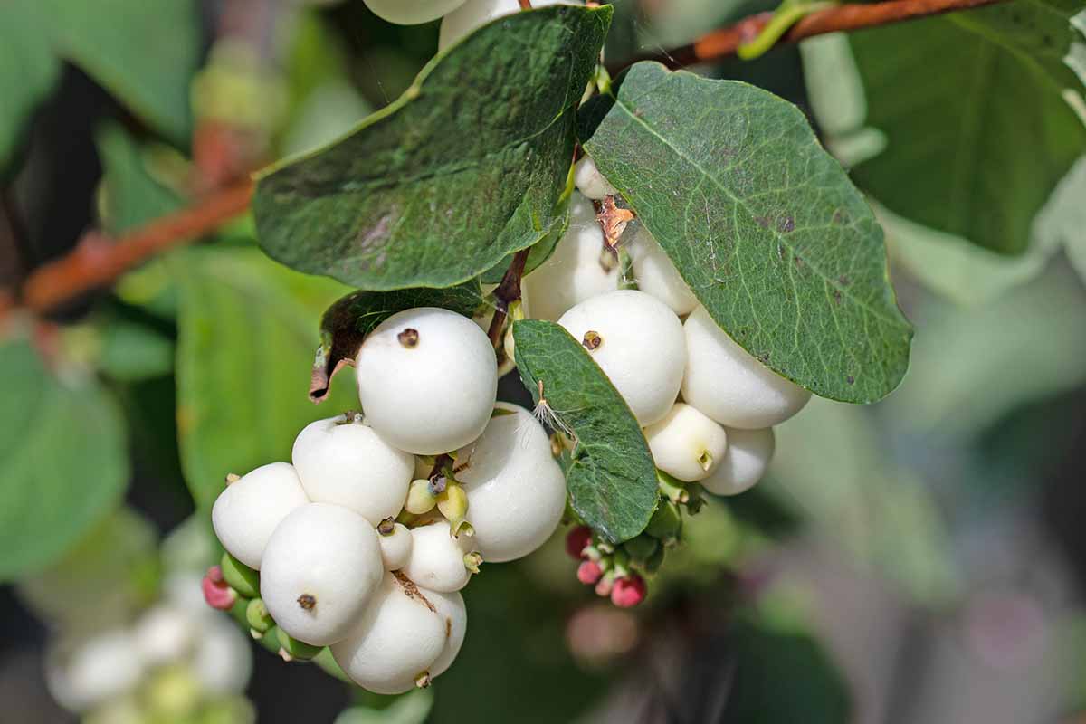 A close up horizontal image of white snowberries growing in the garden pictured on a soft focus background.