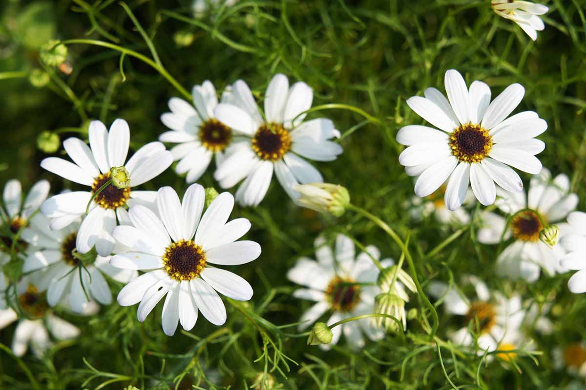 A close up horizontal image of white Swan River daisies growing in the garden pictured on a soft focus background.
