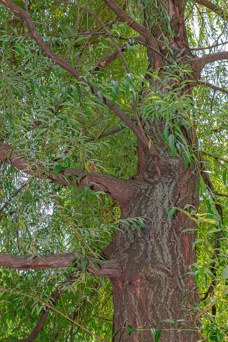 A close up vertical image of the trunk and foliage of a Salix alba growing in the garden.