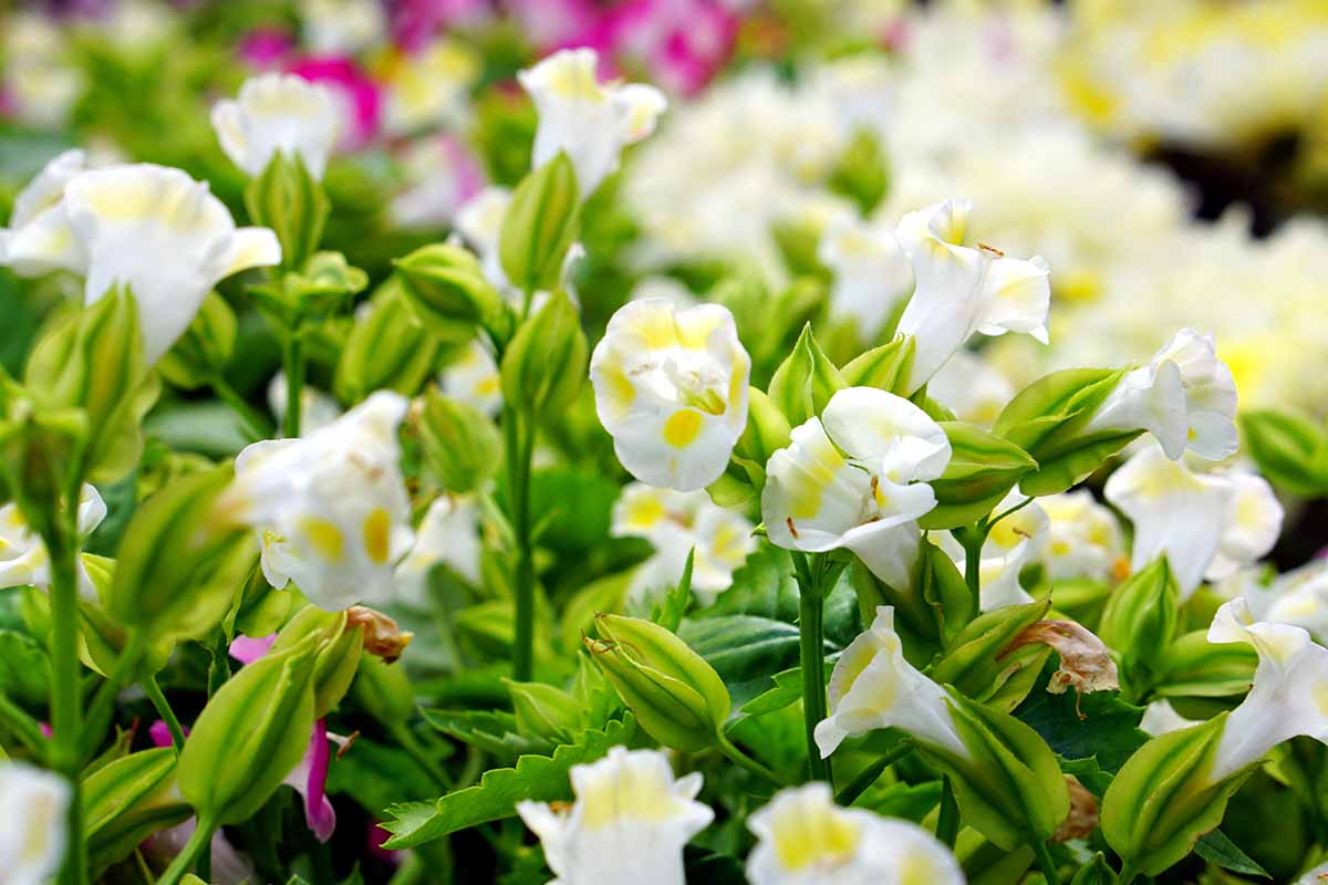 A close up horizontal image of yellow and white torenia flowers growing in the garden pictured on a soft focus background.