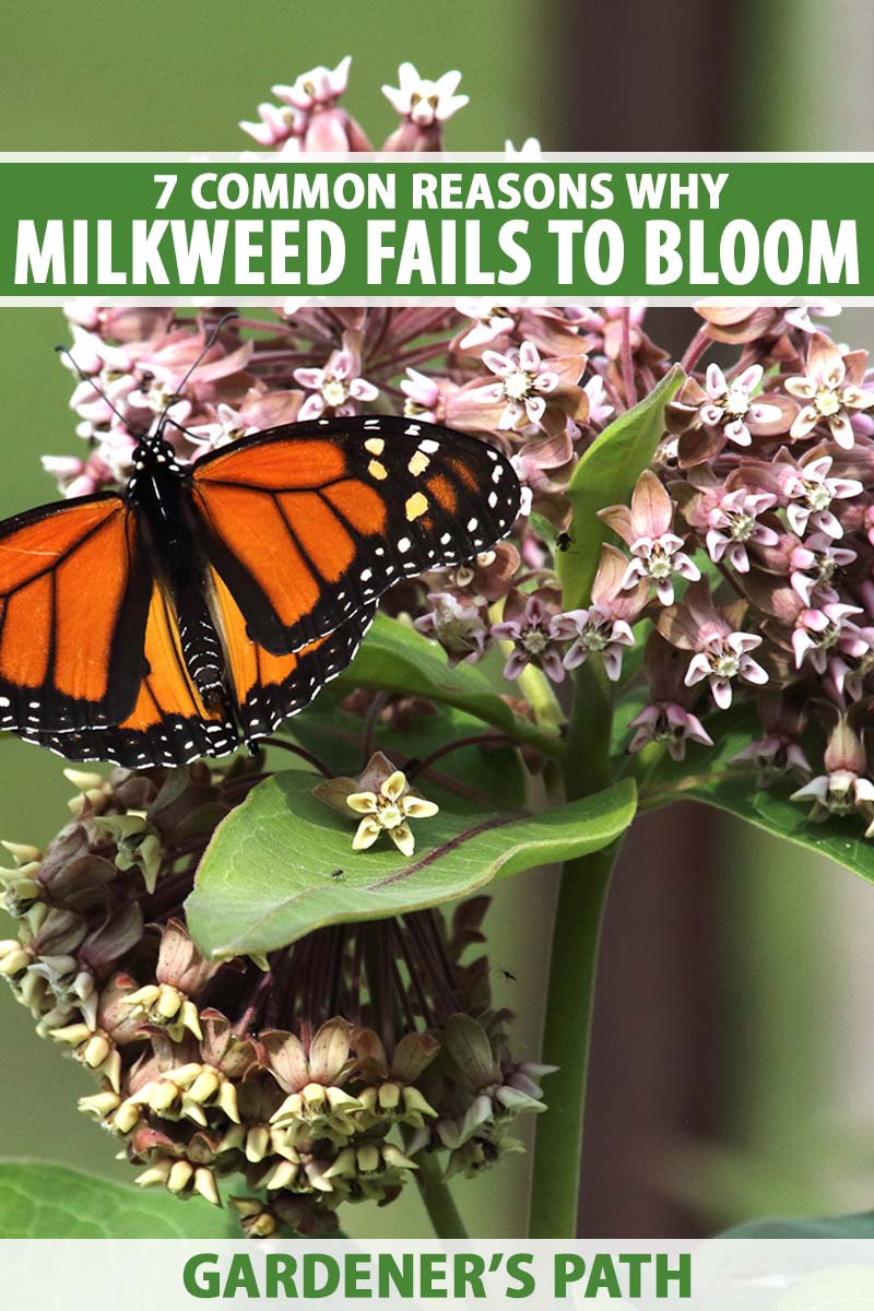 A close up vertical image of a Monarch butterfly feeding from a milkweed flower pictured on a soft focus background. To the top and bottom of the frame is green and white printed text.