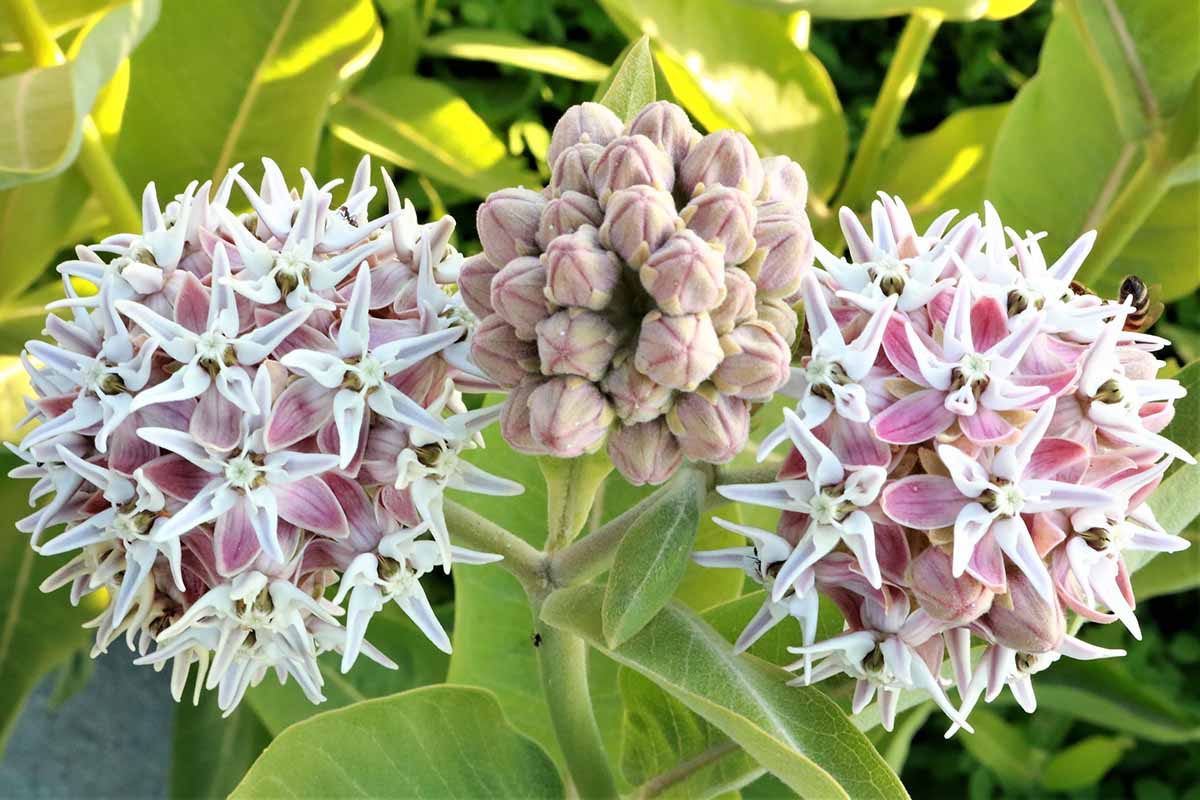 A close up horizontal image of showy milkweed flowers and buds growing in the garden in light sunshine.