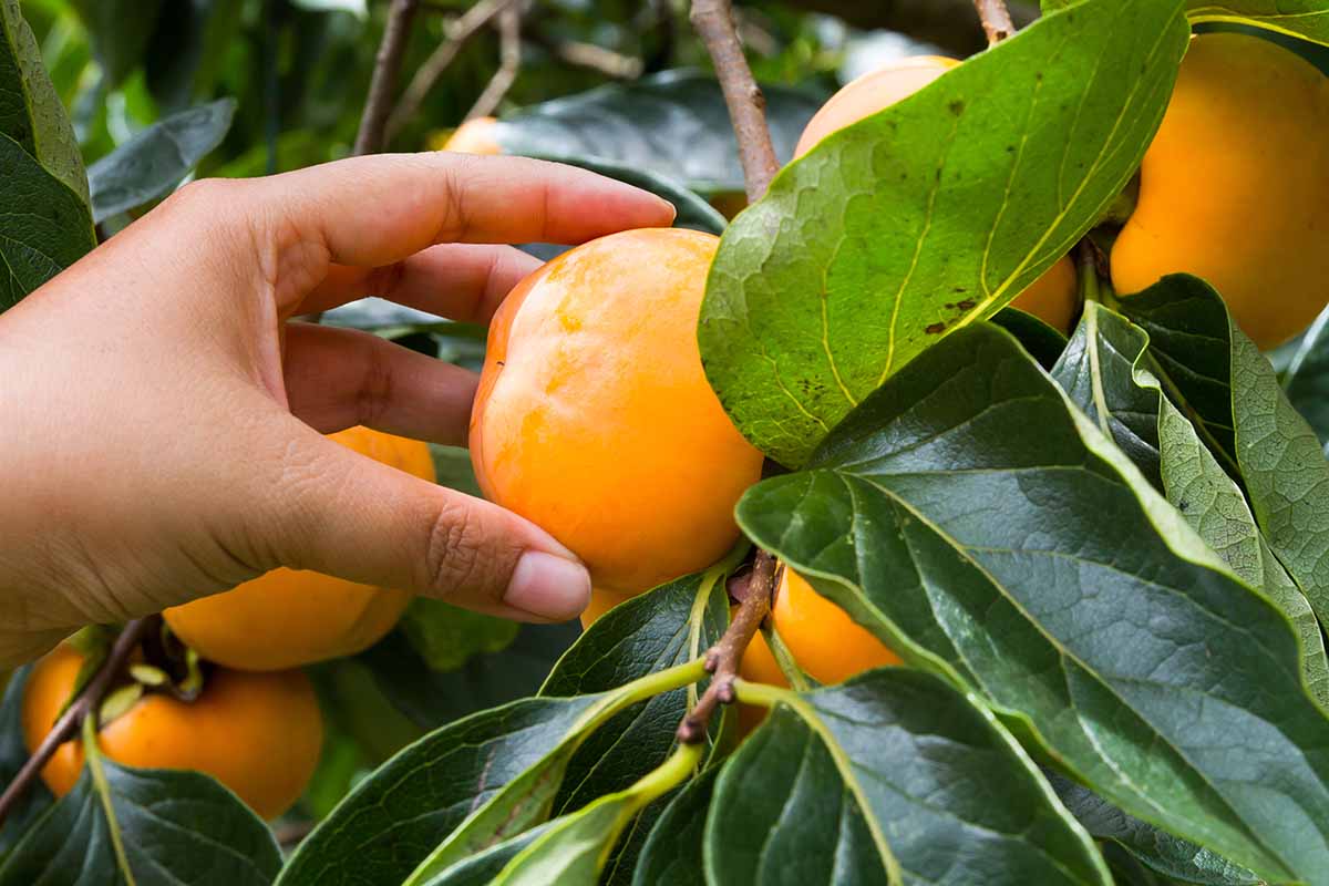 A close up horizontal image of a hand from the left of the frame picking a ripe persimmon off the tree.