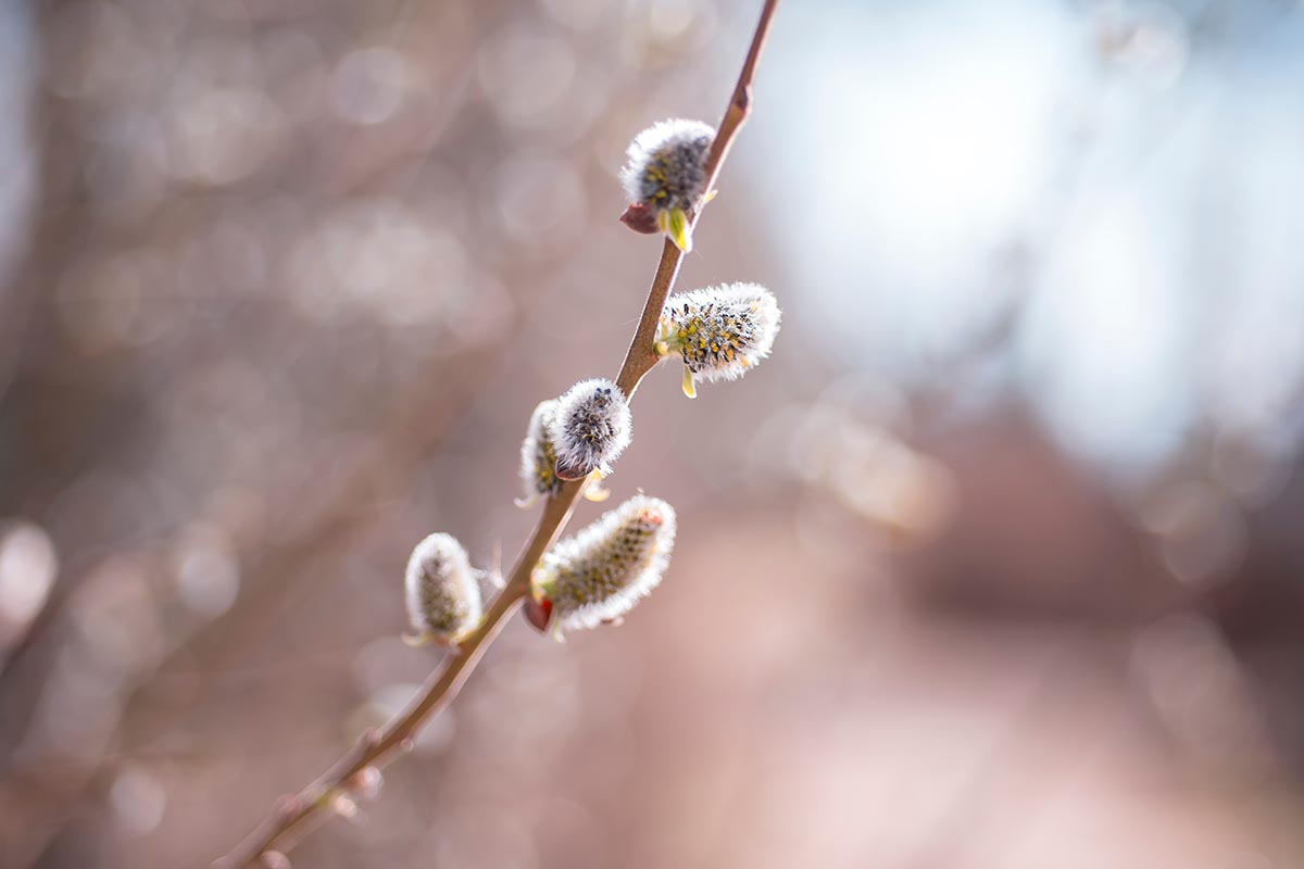 A close up horizontal image of a branch of Salix discolor catkins pictured on a soft focus background.
