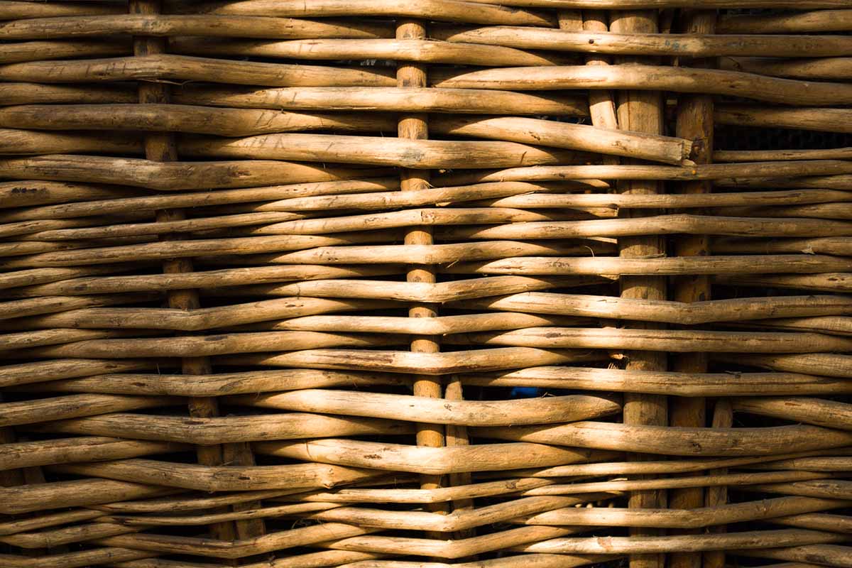 A close up of a basket woven from Salix branches.