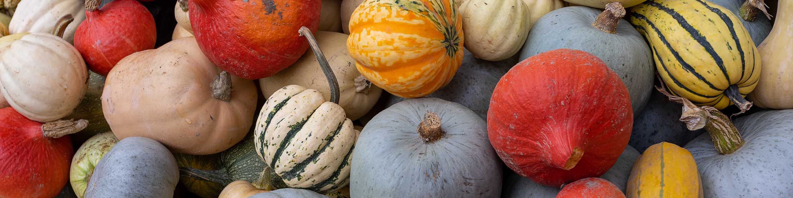 Top down view of different colors and types of winter squash.