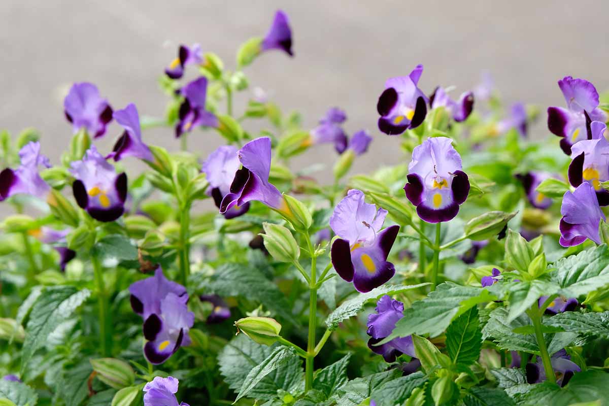 A close up horizontal image of torenia flowers pictured on a soft focus background.