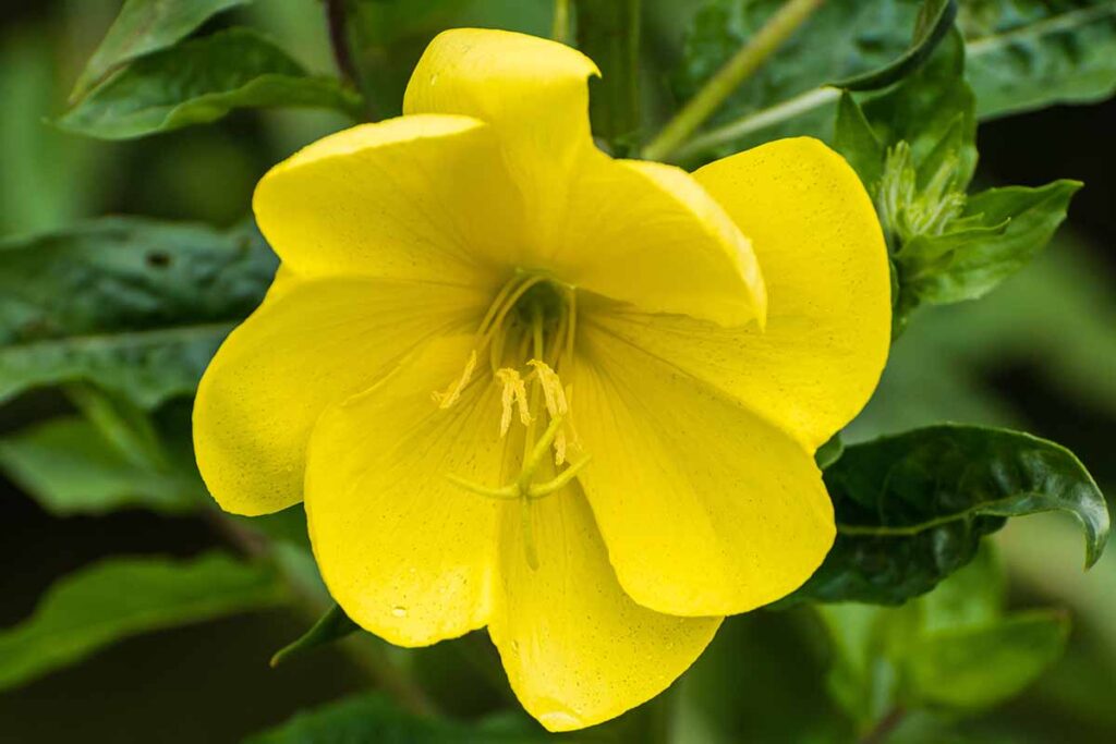 How To Grow And Care For Evening Primrose Gardener s Path How To Grow And Care For Evening Primrose Gardener s Path