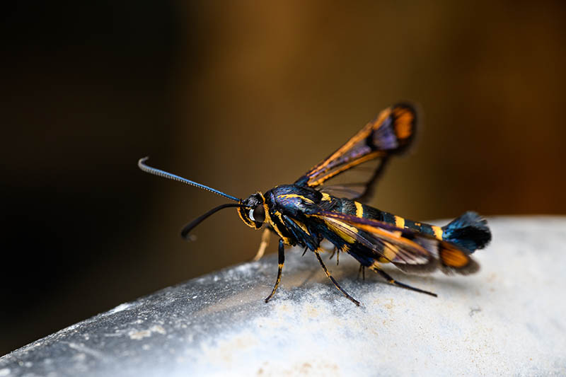 A close up horizontal image of a yellow-legged clearwing pictured on a soft focus background.