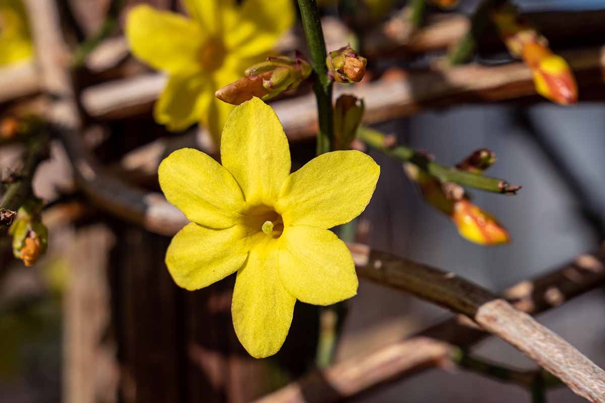 A close up horizontal image of yellow winter jasmine flowers growing in the garden pictured on a soft focus background.