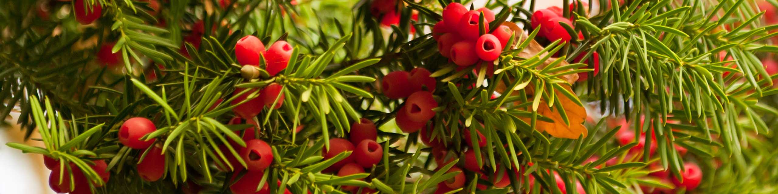 Close up of the needles and red berries of a yew shrub.