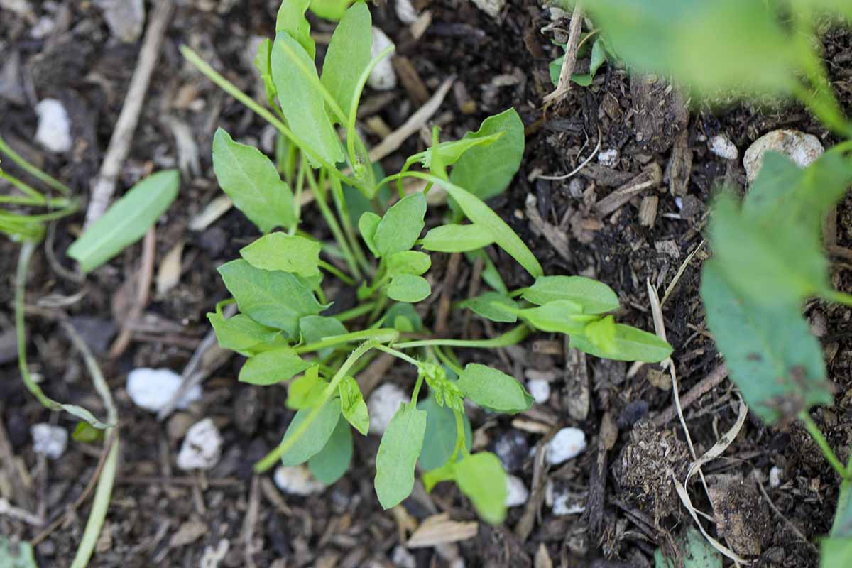 A close up horizontal image of young bindweed plants growing in the garden.