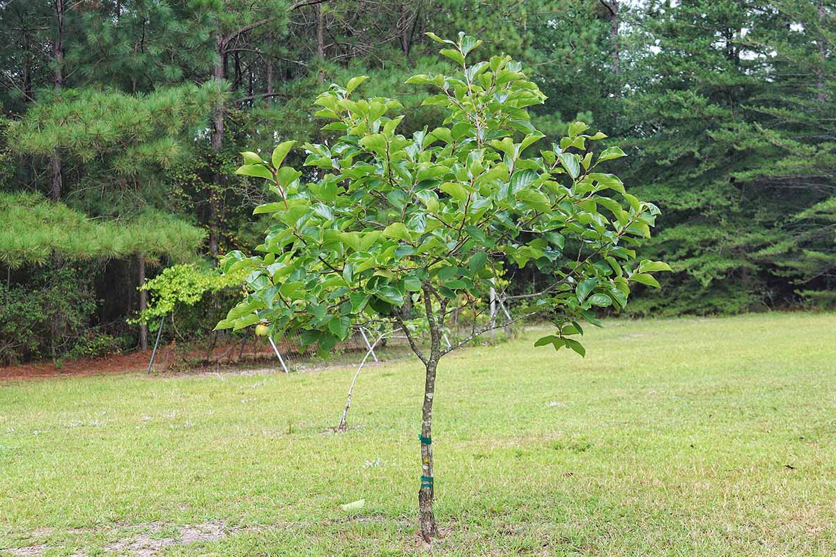 A horizontal image of a young persimmon planted in the middle of a lawn with conifers in the background.