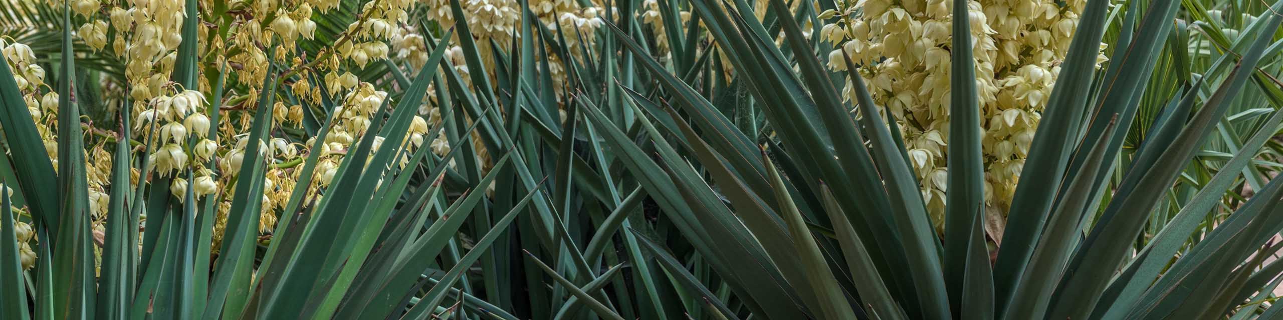 Close up of Yucca Gloriosa plants with flower stalks and white blossoms.