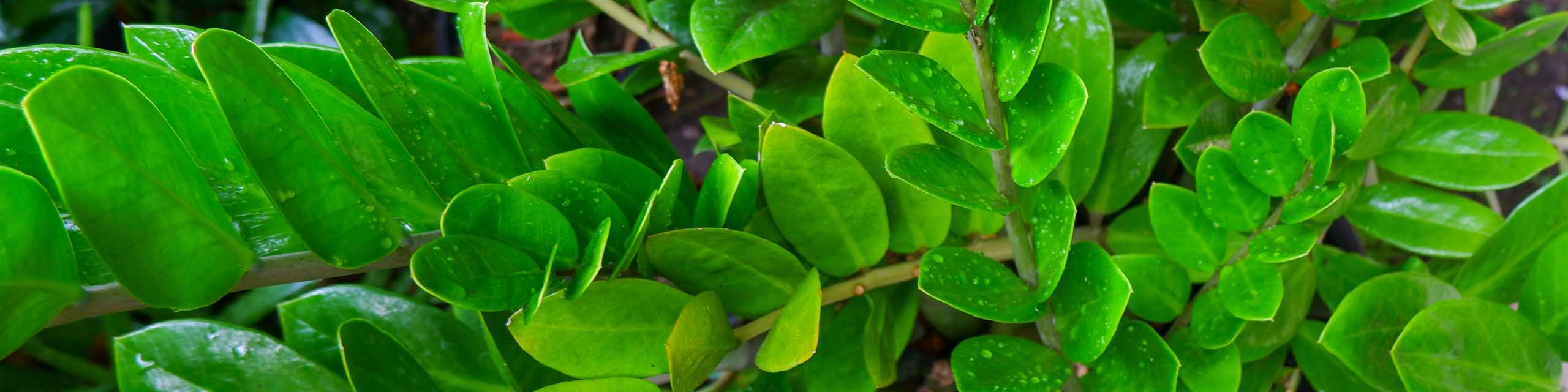 Close up of the green foliage of a ZZ plant (Zamioculcas zamiifolia).