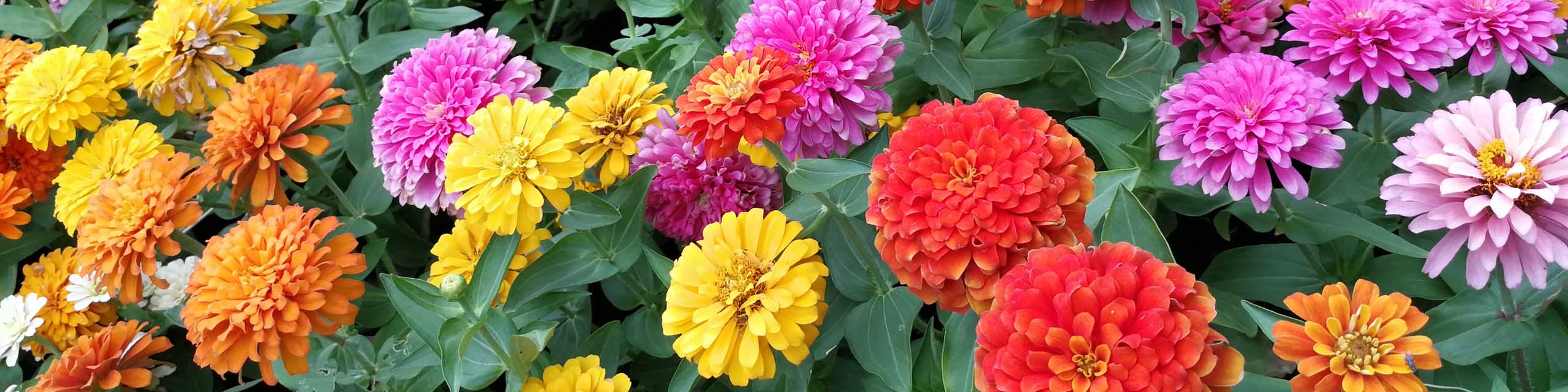 A mass planting of zinnia flowers with different colors of blooms.
