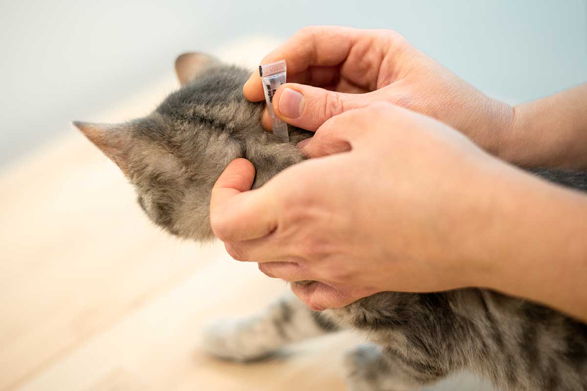 A close up horizontal image of two hands administering a spot on insecticide treatment to a cat.
