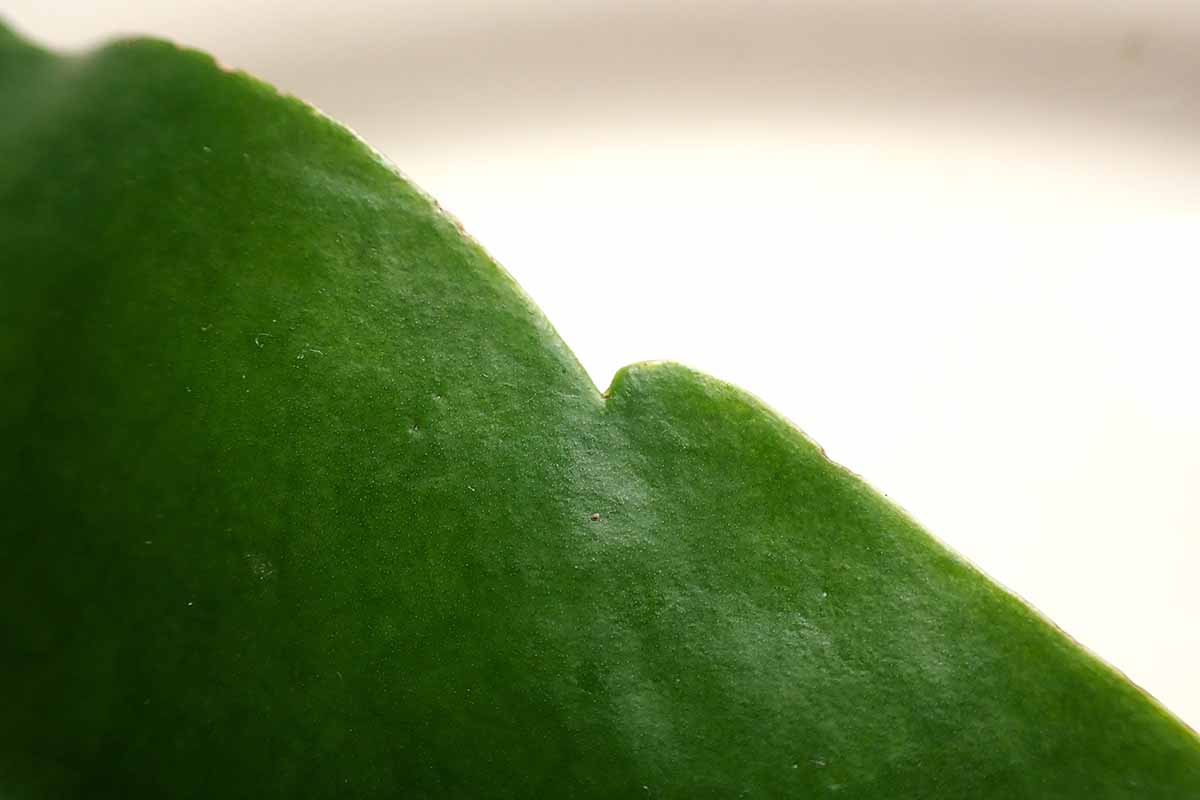 A close up horizontal image of the edge of a leaf.