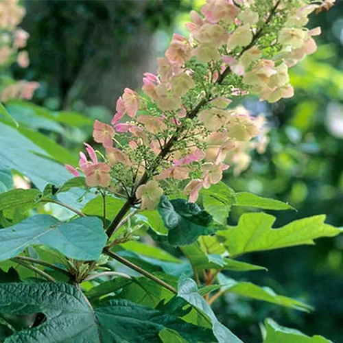 A close up square image of the flower and foliage of 'Alice' oakleaf hydrangea.