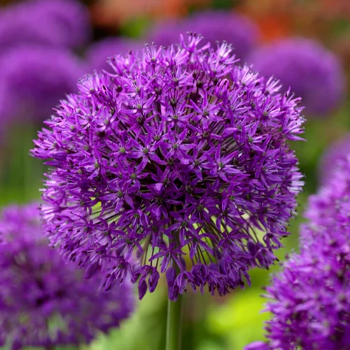 A square image of 'Purple Sensation' ornamental alliums growing in the garden.