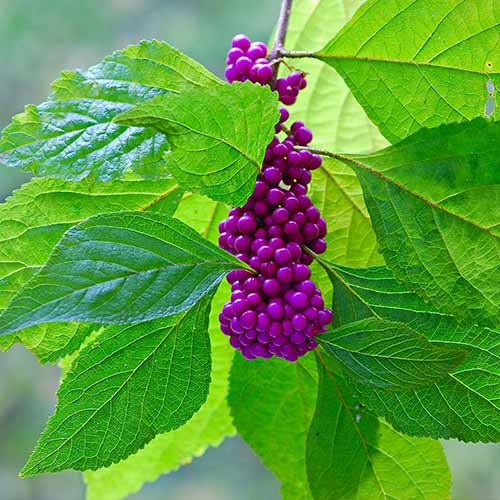 A square image of the bright purple berries of an American beautyberry shrub surrounded by bright green foliage.