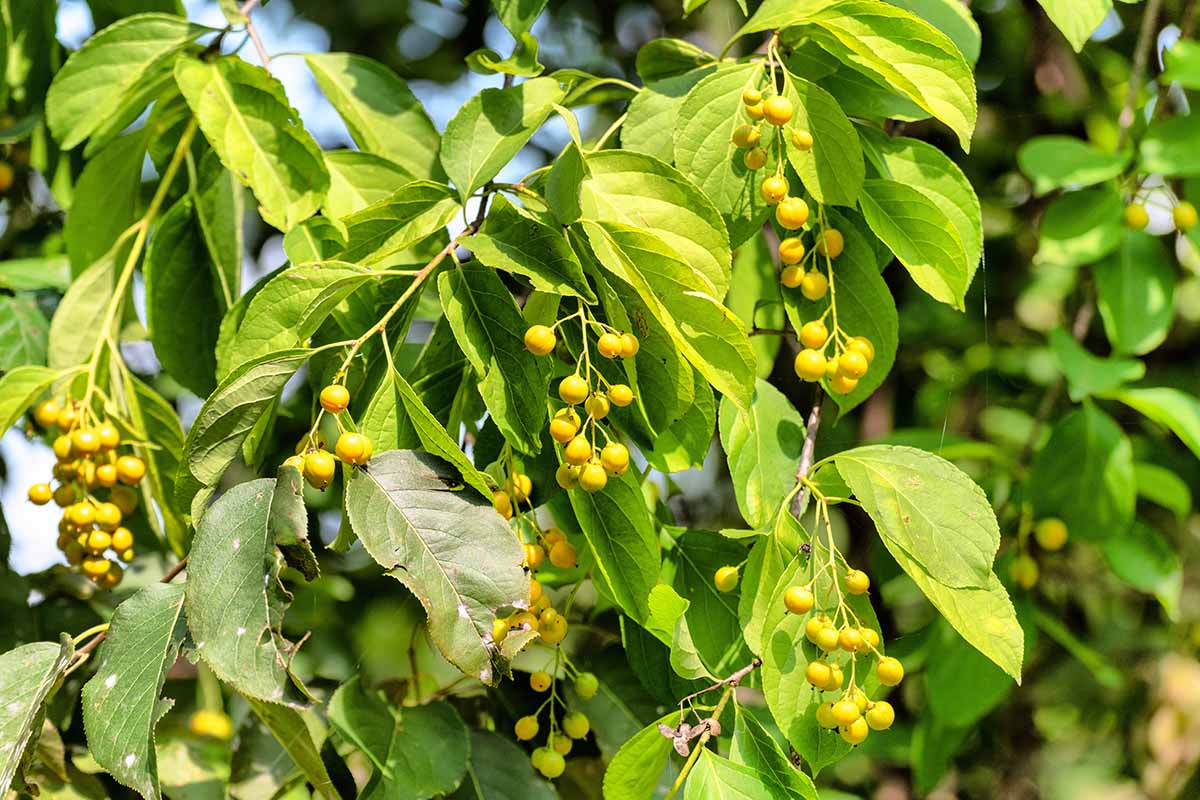 A horizontal image of an American bittersweet vine with small yellow berries growing in the garden pictured in light sunshine.