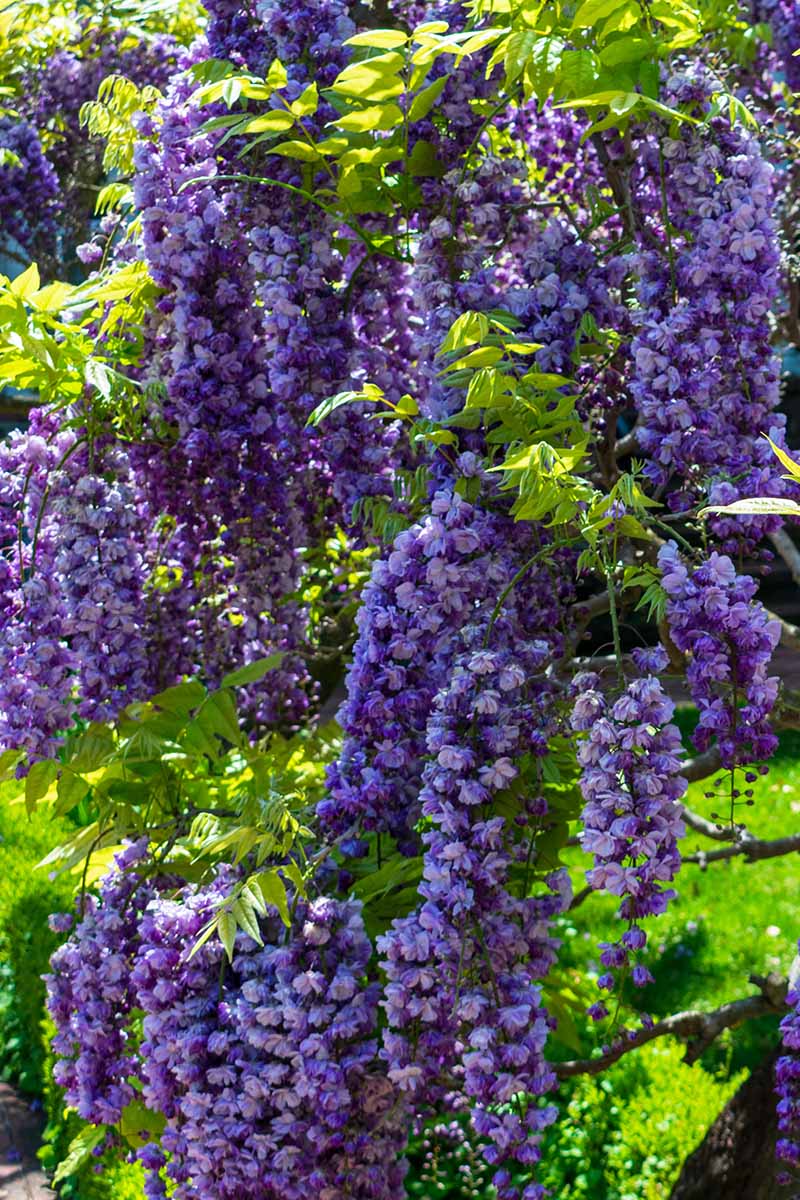 A close up vertical image of American wisteria growing in the garden, in full bloom, pictured in light sunshine.
