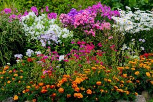 A close up horizontal image of a colorful garden border with a mixture of annuals and perennials.