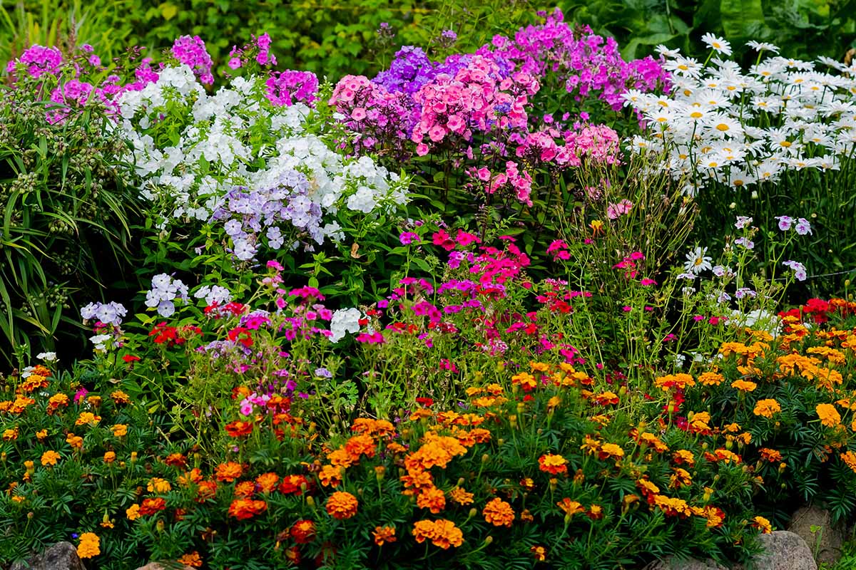 A close up horizontal image of a colorful garden border with a mixture of annuals and perennials.