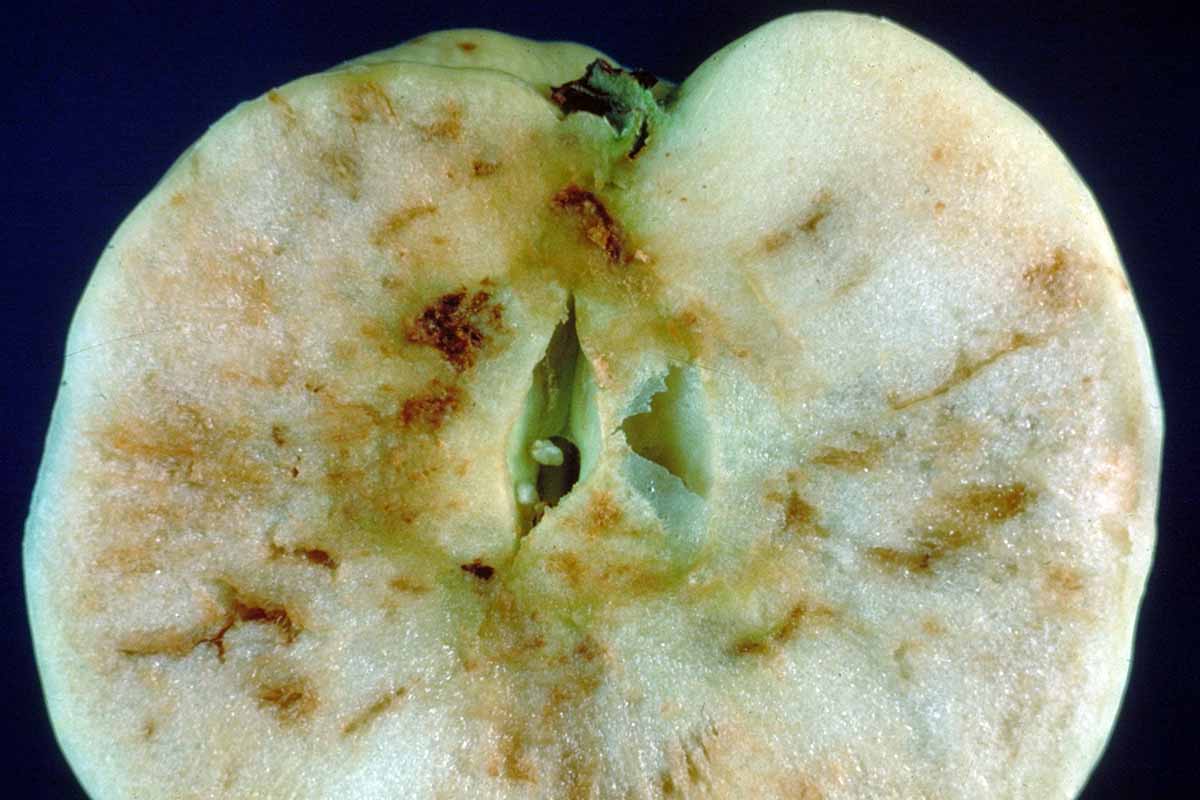 A close up horizontal image of an apple cut in half to reveal the damage done by maggots.