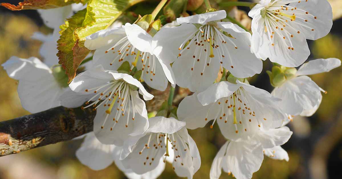 Learn About Apple Tree Pollination