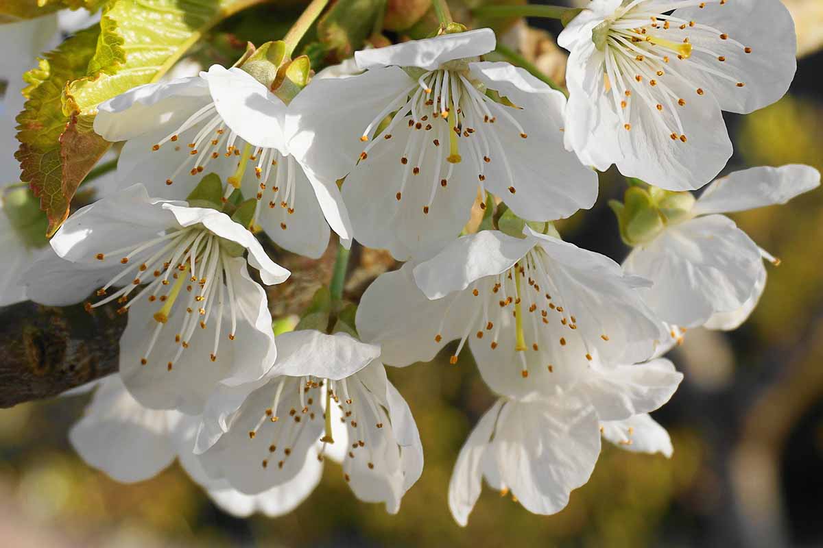 A close up horizontal image of apple tree blossoms pictured in light sunshine on a soft focus background.