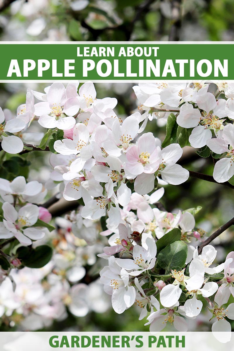A close up vertical image of apple blossom in spring. To the top and bottom of the frame is green and white printed text.