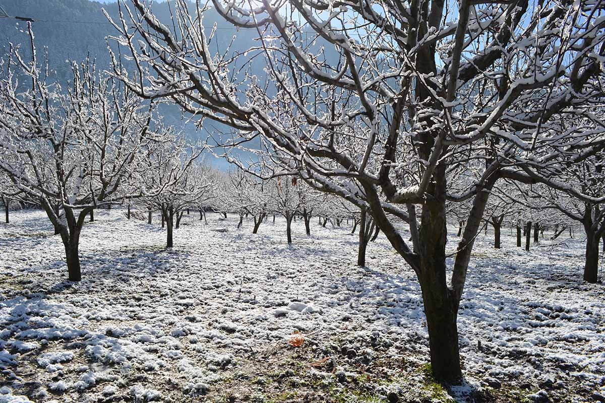 A horizontal image of apple trees in an orchard in winter with a dusting of snow.