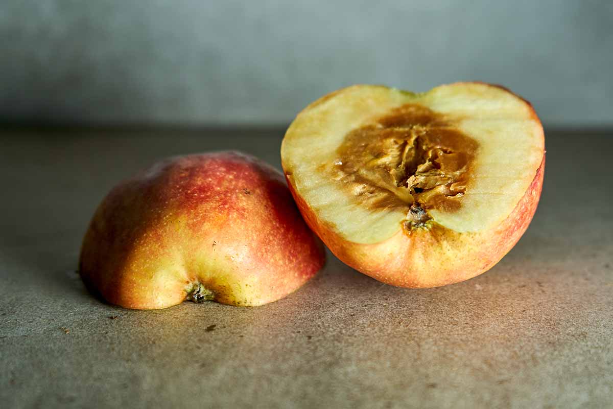 A close up horizontal image of an apple sliced in half to reveal rot in the middle.
