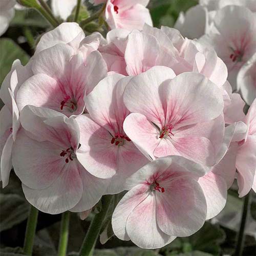A square image of pink and white 'Appleblossom' geraniums pictured in light sunshine.