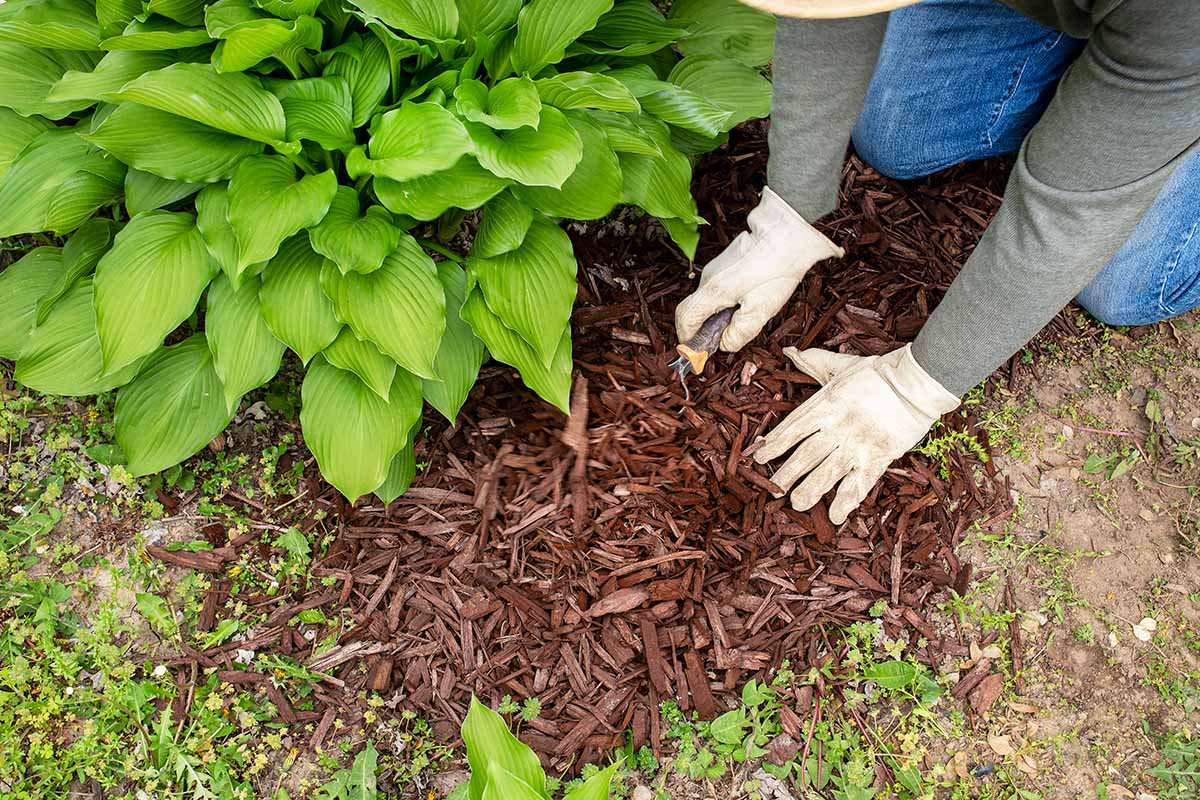 A horizontal image of a gardener applying mulch around the base of hosta plants.