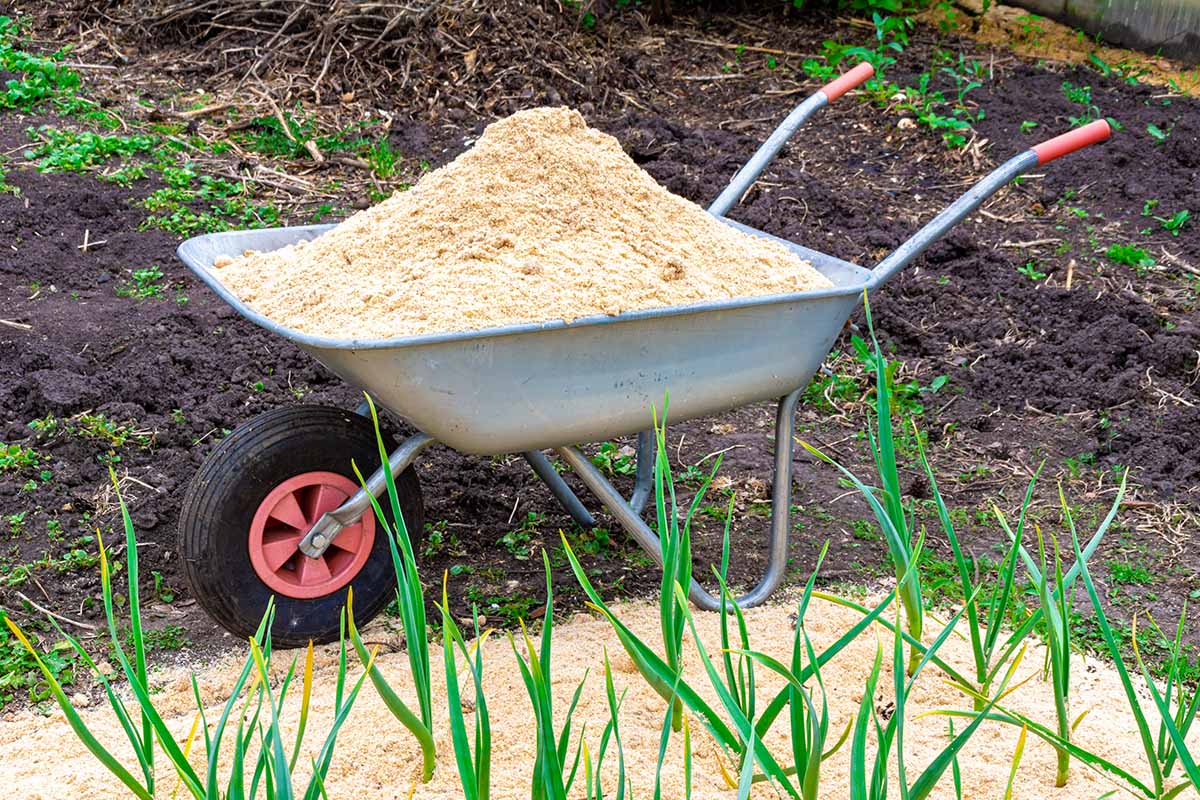 A horizontal image of a wheelbarrow filled with sawdust mulch being applied to a vegetable bed.