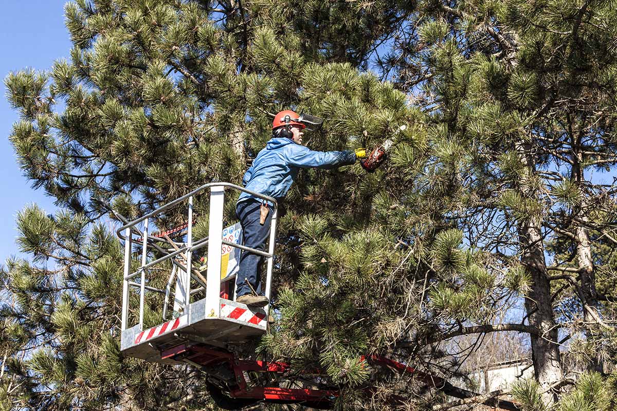 A close up horizontal image of an arborist pruning a large tree from a cherry picker.