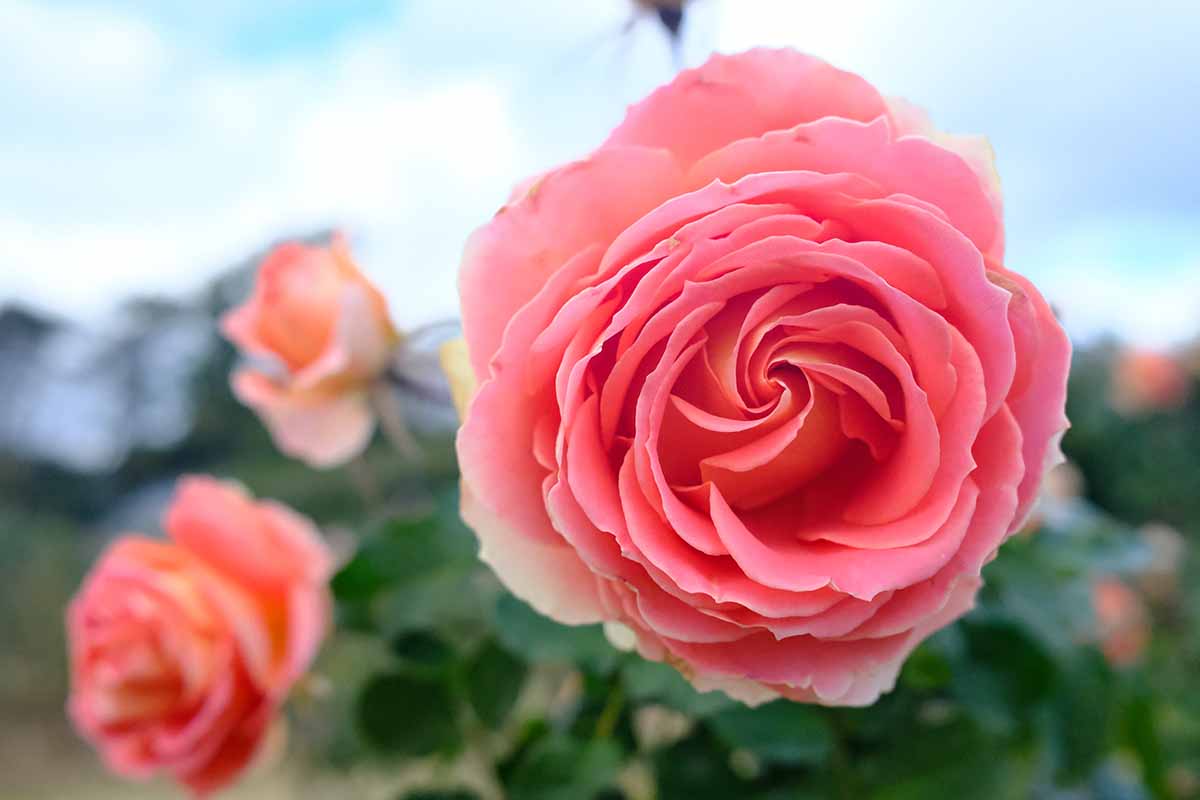 A close up horizontal image of Kordes roses growing in the garden pictured on a soft focus background.